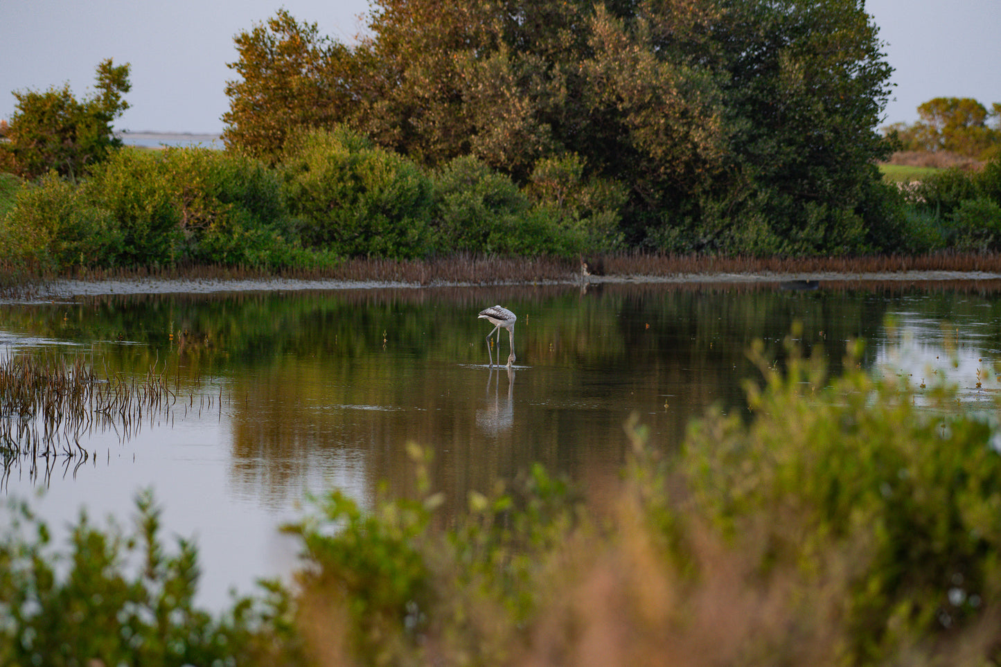 BASATIN MANGROVES