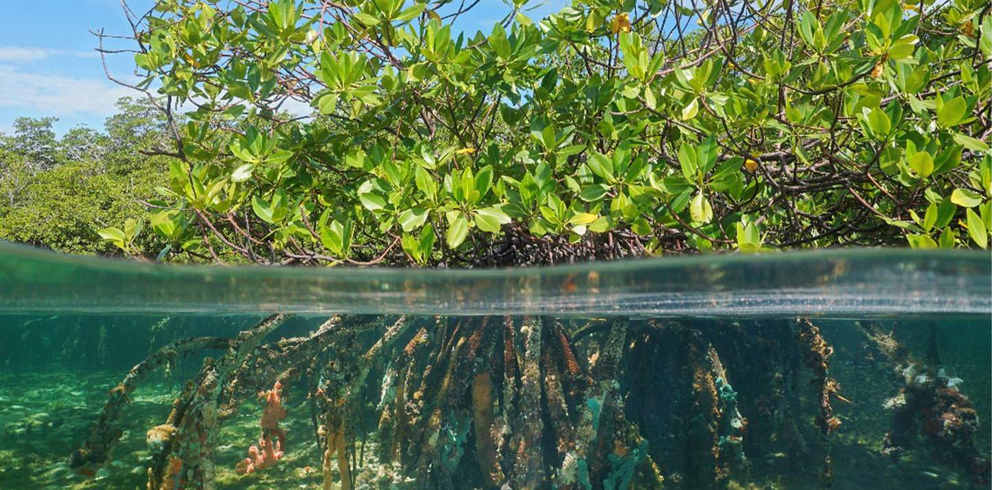 BASATIN MANGROVES